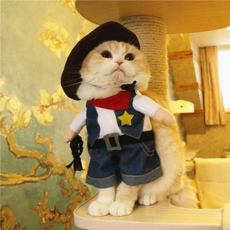 Кот в костюме