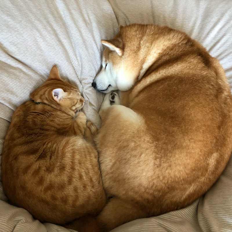 Спящие вместе котики