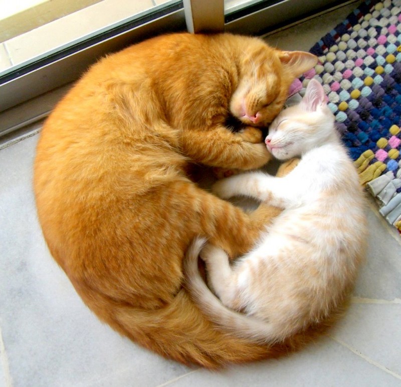 Кошка клубочком