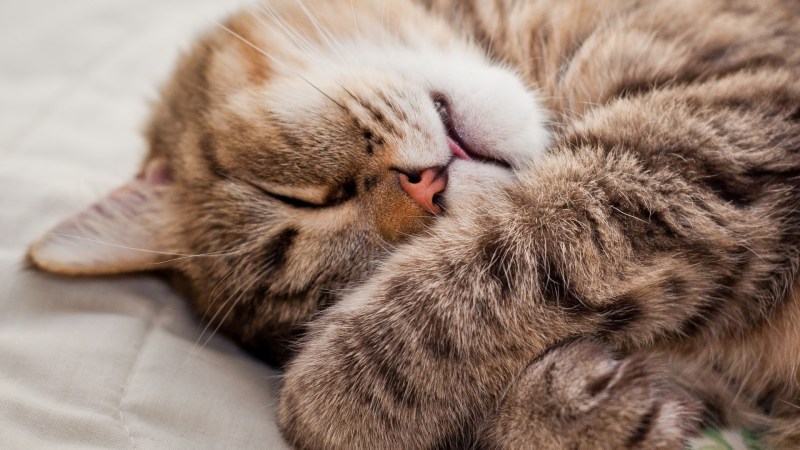 Спящие котики