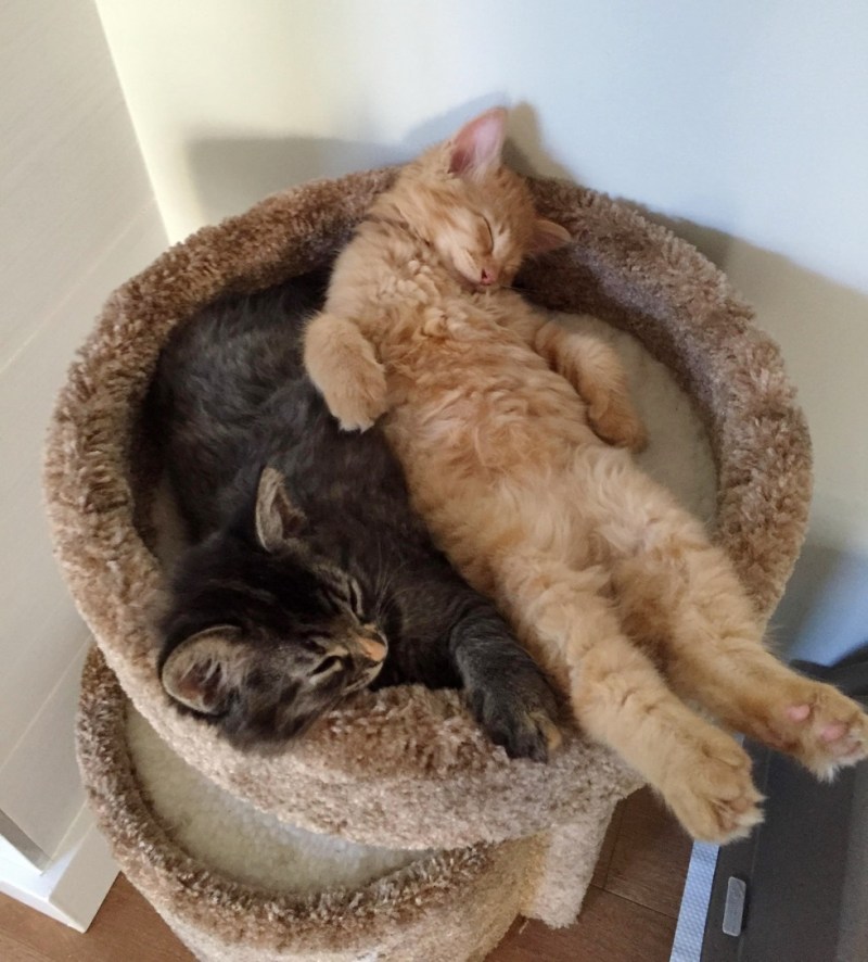 Кошка спит