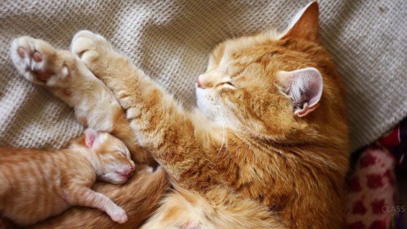 Рыжая кошка с котятами