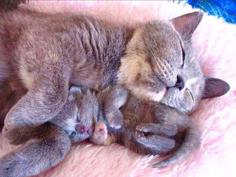 Спокойной ночи кошки