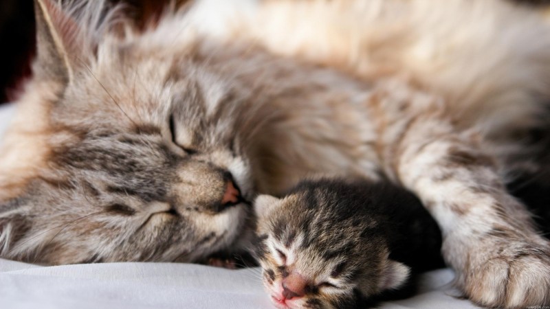 Кошка с котятами