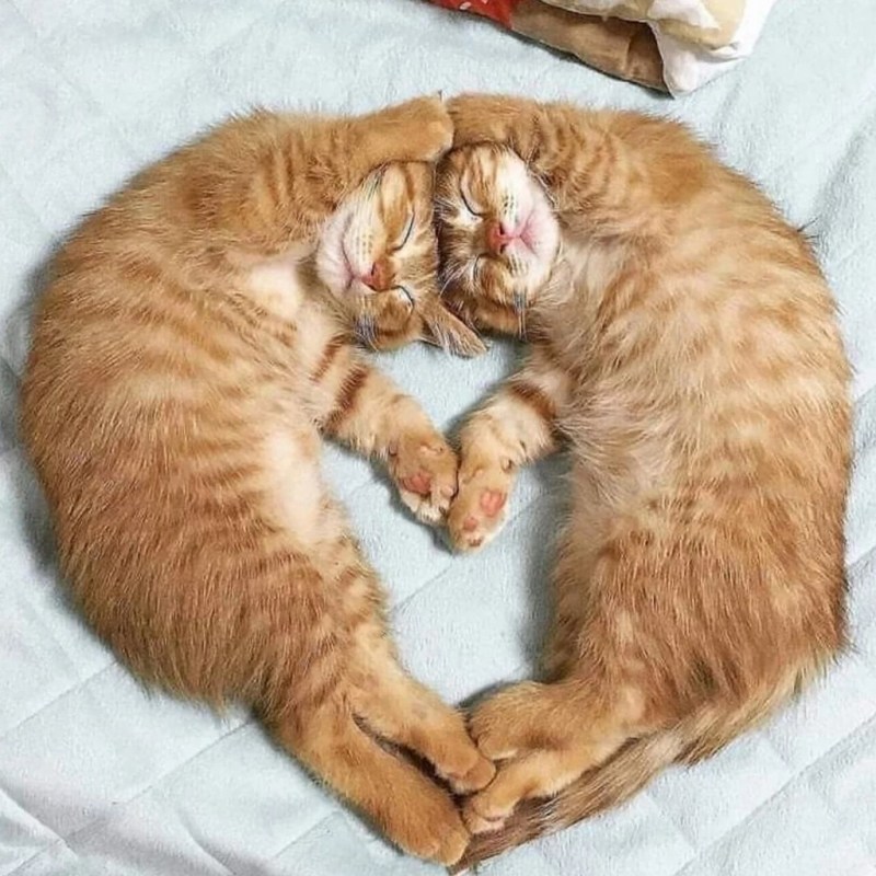 Кошечки спят в обнимку