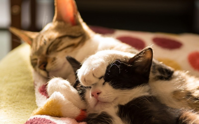 Спящие котики