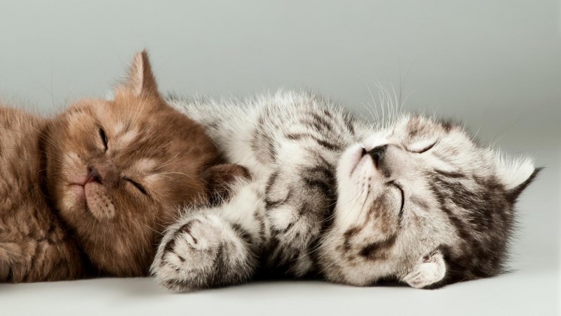Котенок спит