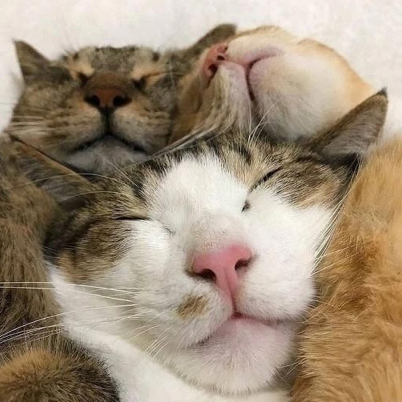 Пассивный кот