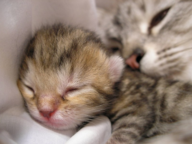 Кошка спит с котенком