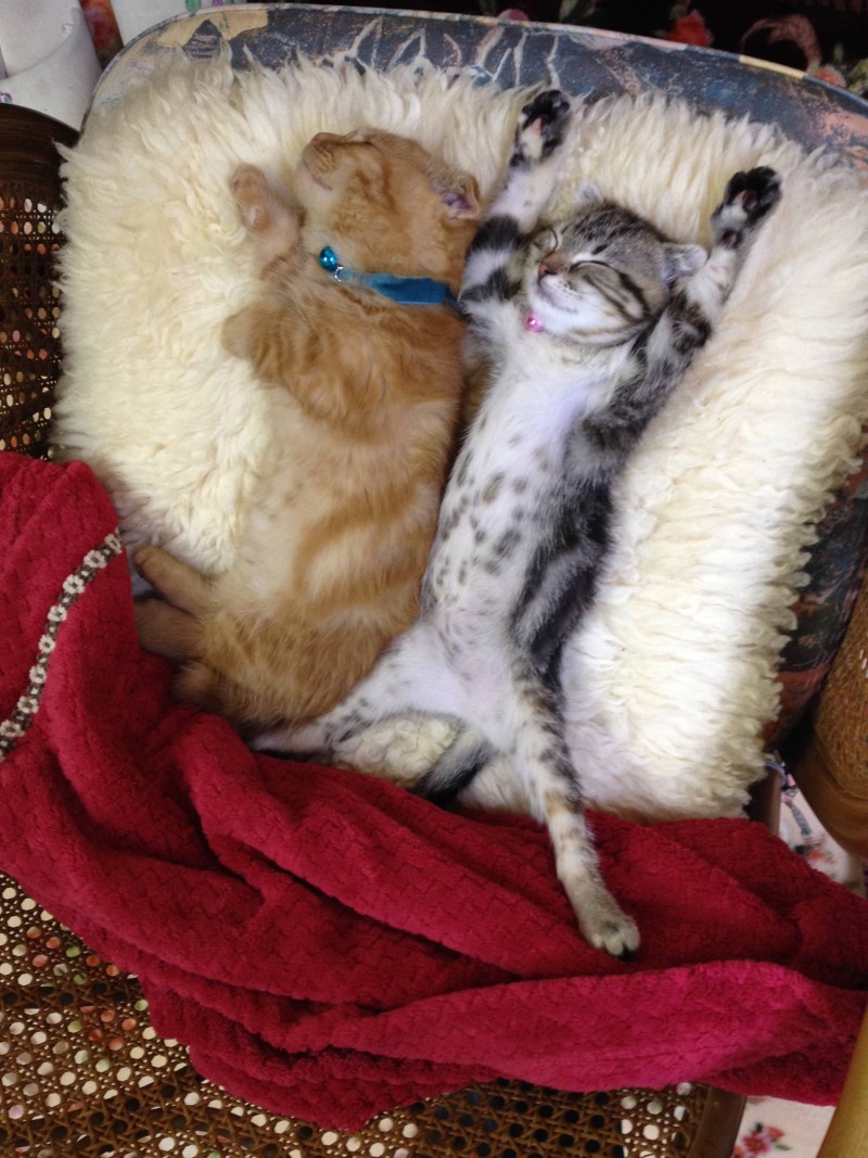 Смешные котята