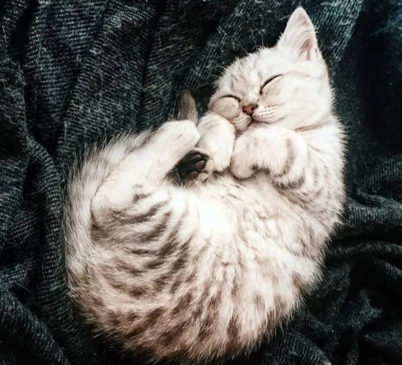 Кот мило спит