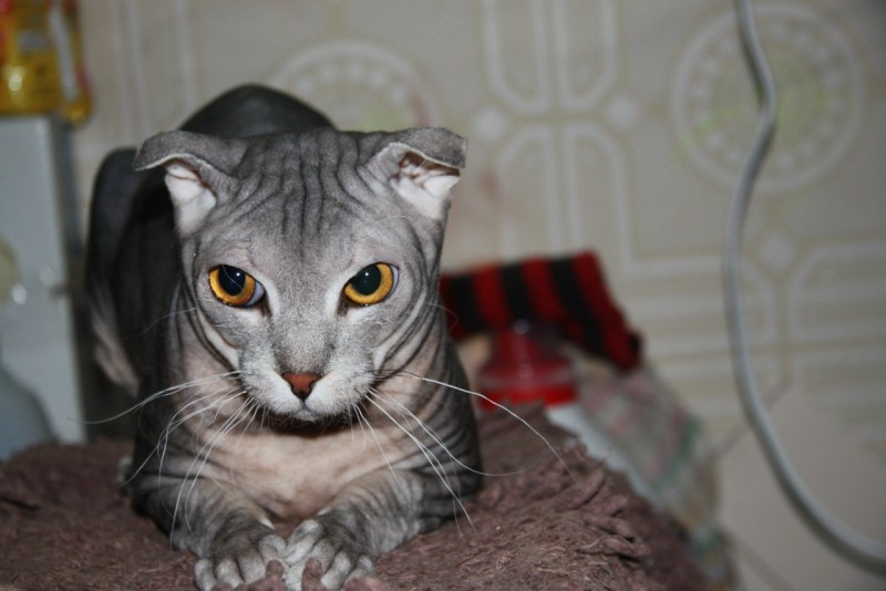 Украинский левкой кошка