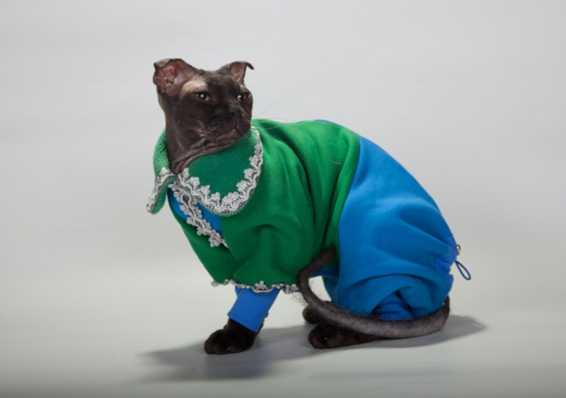 Левкой кошка