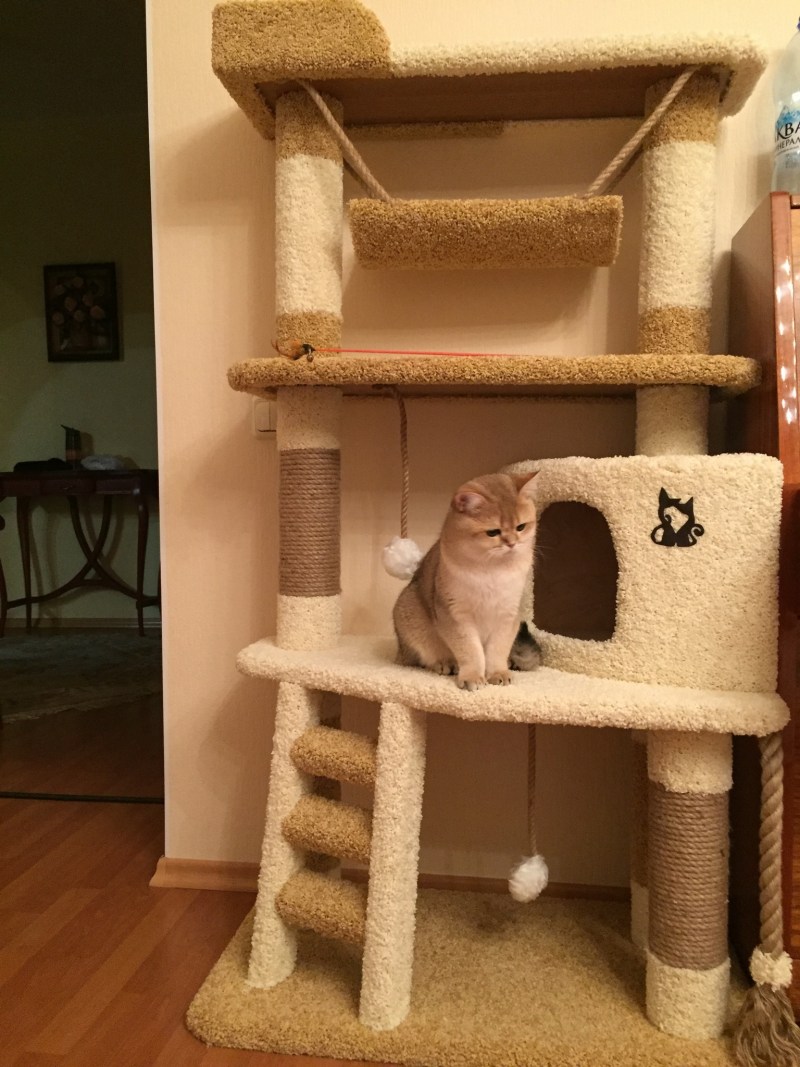Кошачий домик своими руками
