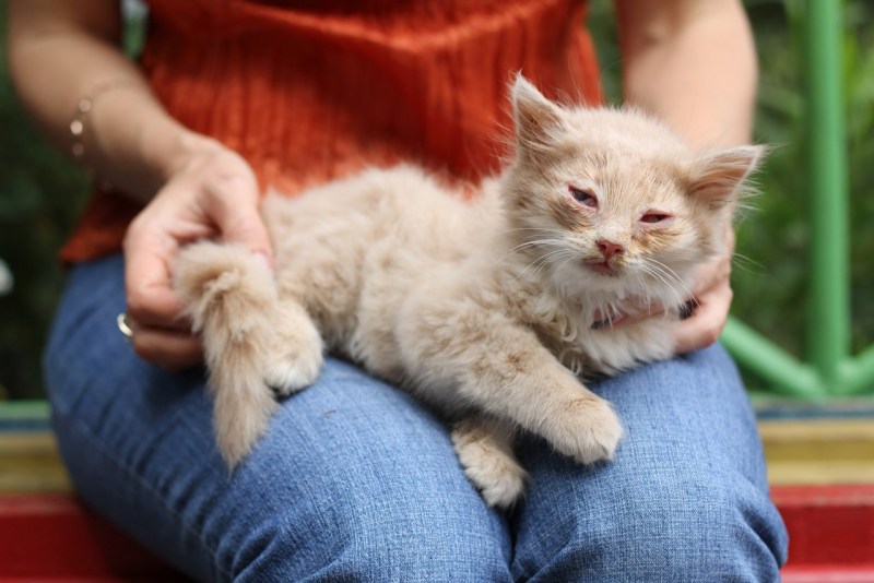 Ветеринария кошки