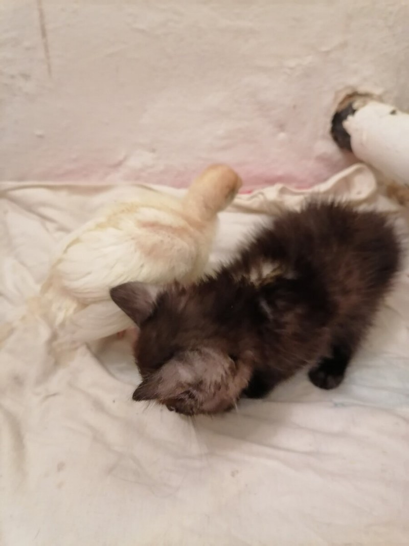 Котенок котенку полечить я хочу крученики писку такую хочу котенка