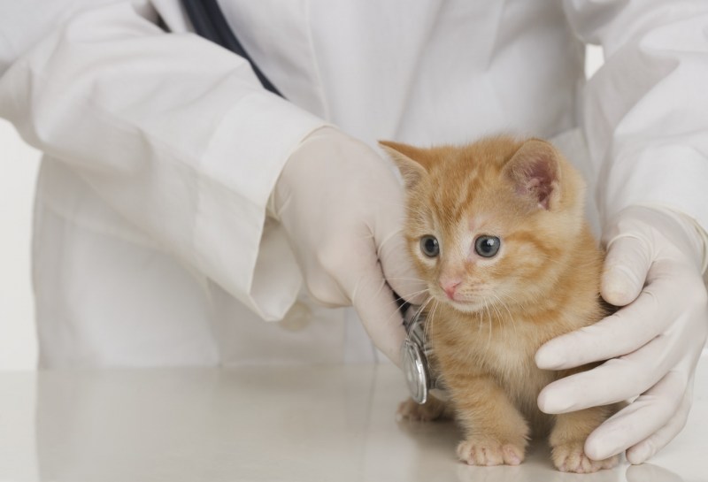 Котенок ветеринарная клиника