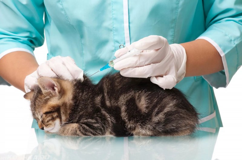 Вакцинация котят