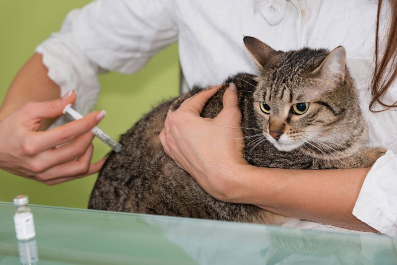 Бродячая кошка принесла больных котят ветеринарам