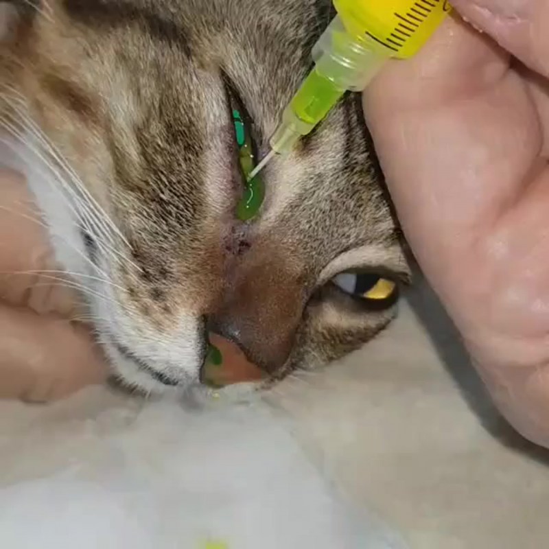 Панлейкопения (Кошачья чума)