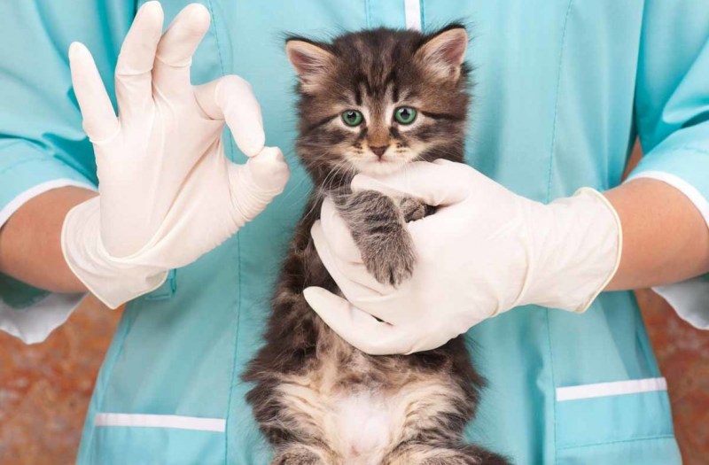 Котенок у ветеринара
