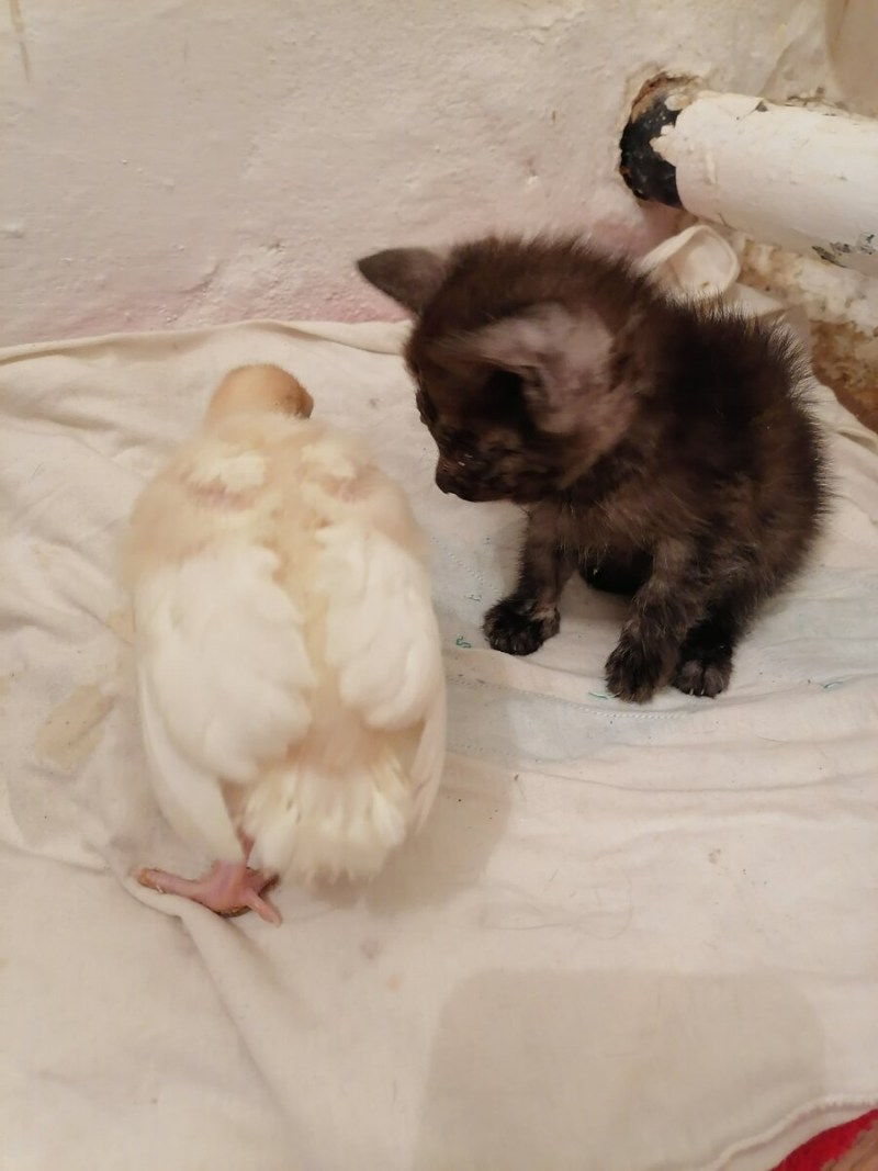 Ринотрахеит (кошачий герпес)