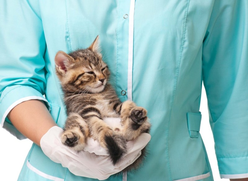 Вакцинация кошек