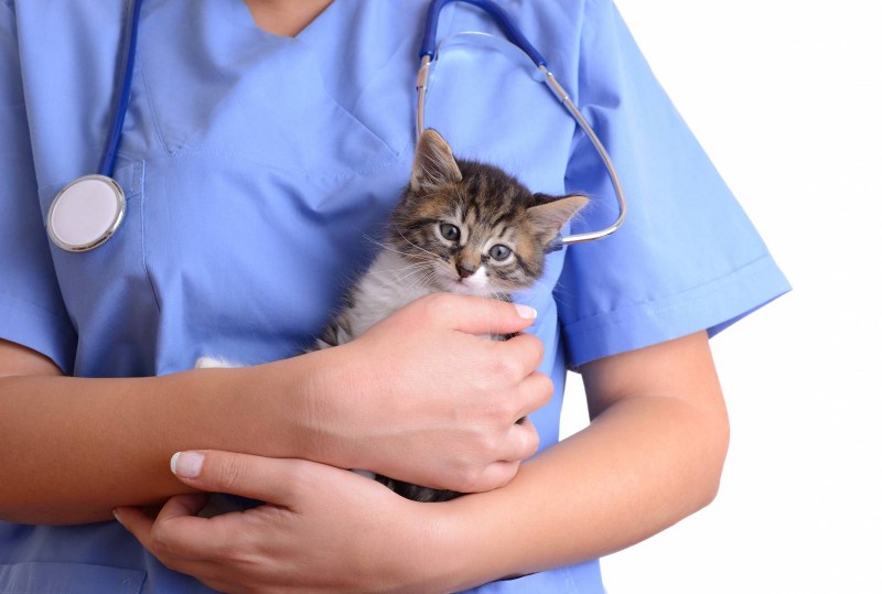 Вакцинация кота