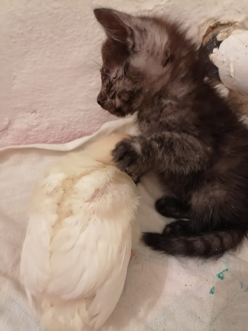 Котенок у ветеринара