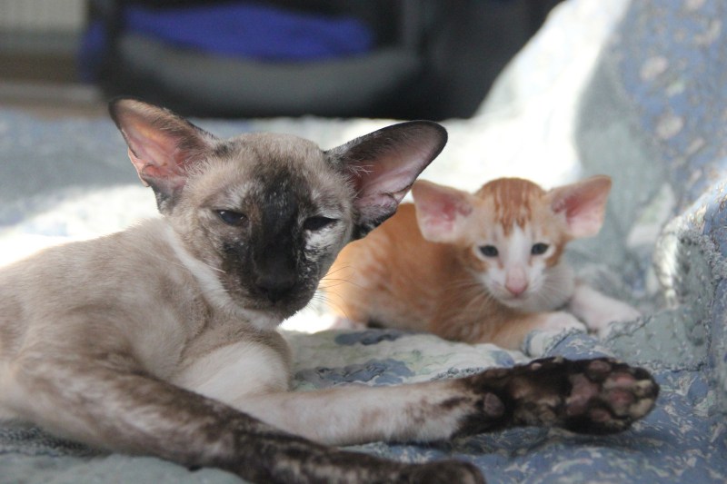 Клички кошек Ориентал