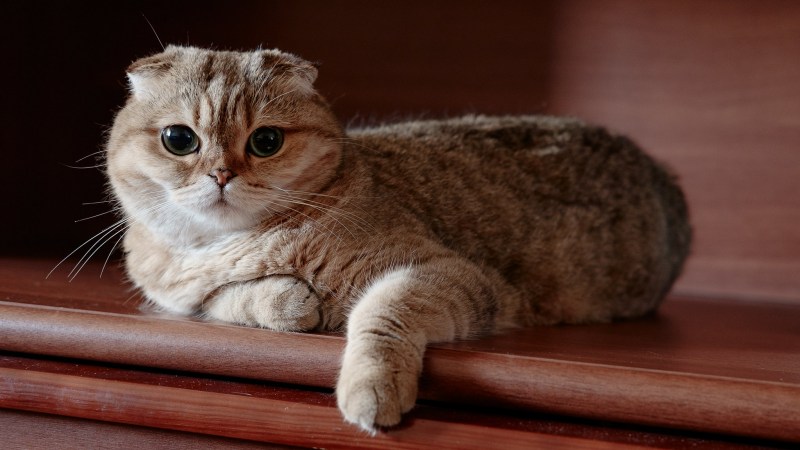 Шотландская вислоухая кошка