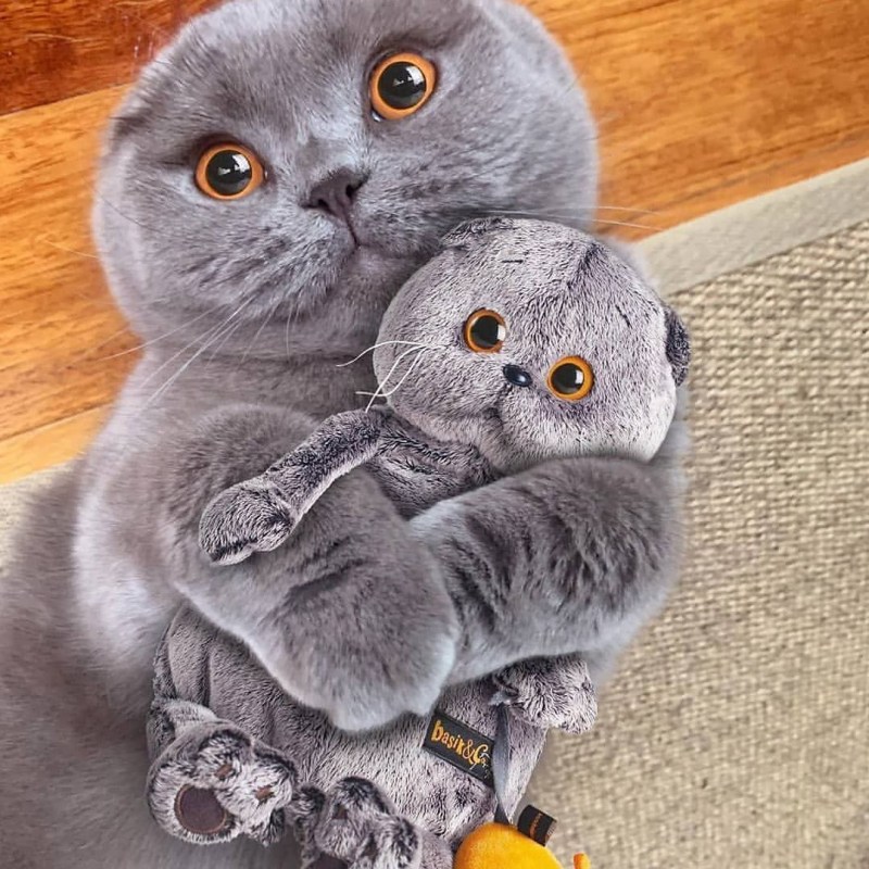 Басик скоттиш фолд