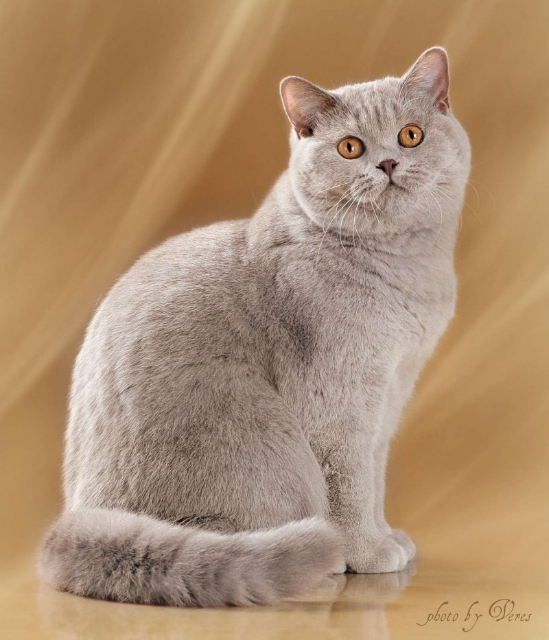 Британский короткошерстный котенок полосатый
