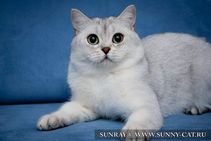 British Shorthair кошка