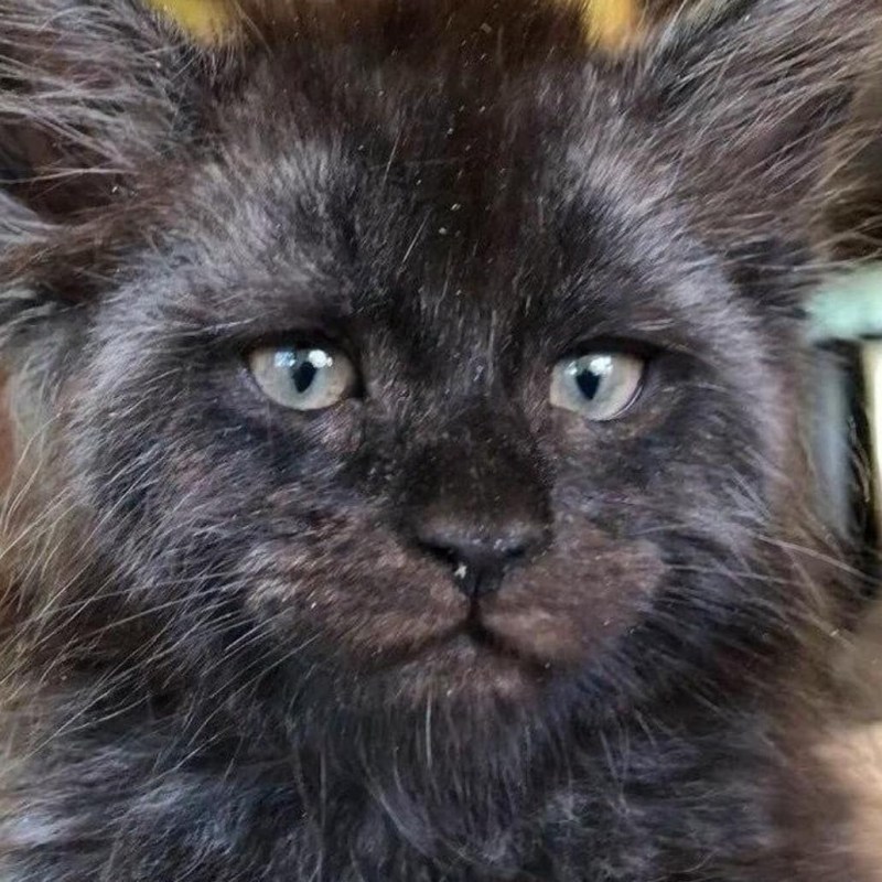 Кот Мейн кун с человеческим лицом