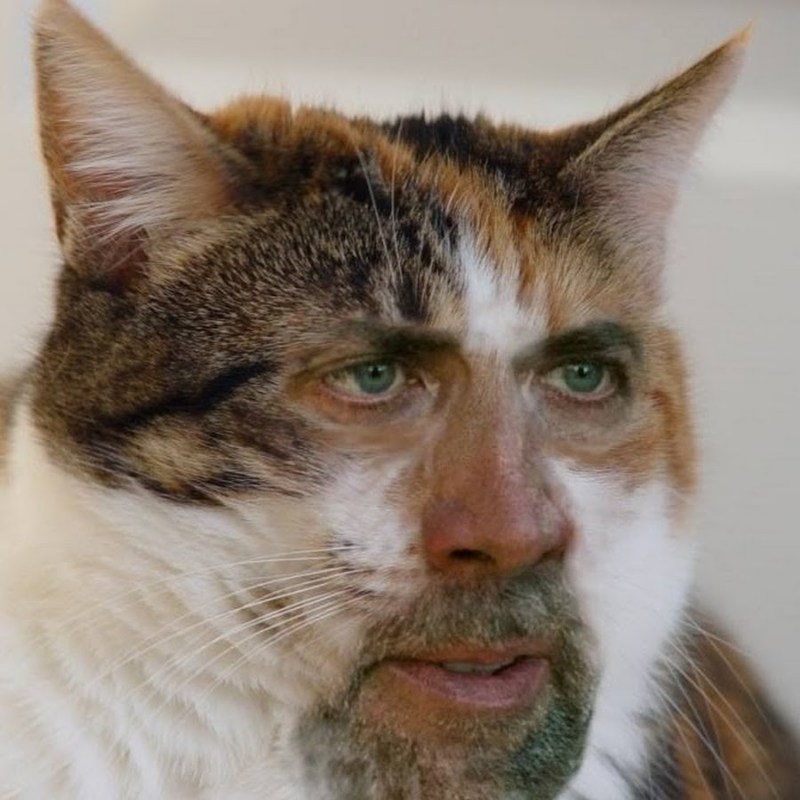 Котенок Мейн кун Валькирия
