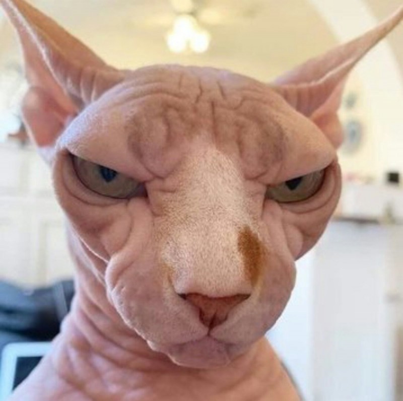Котята оборотни Мейн кун