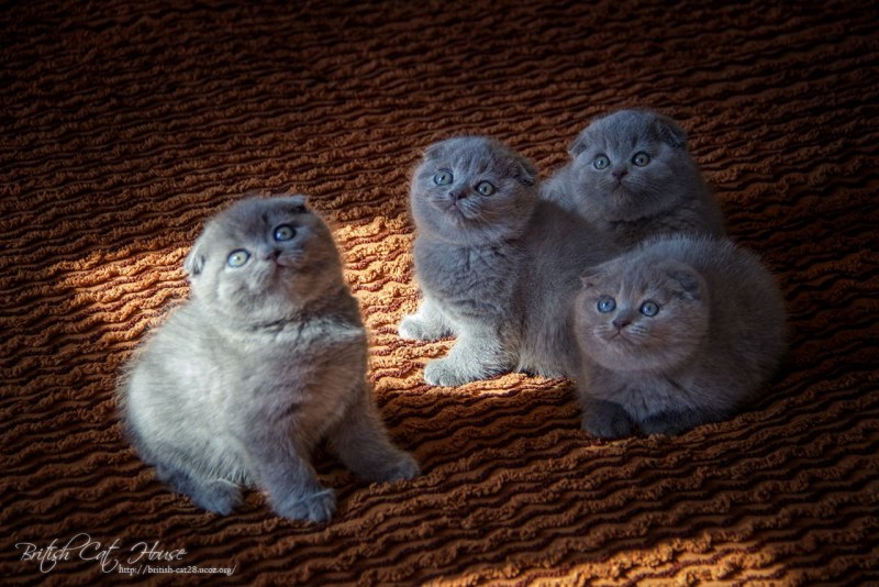 Чистокровные скоттиш фолд котята