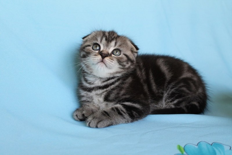 Шотландская вислоухая кошка котенок