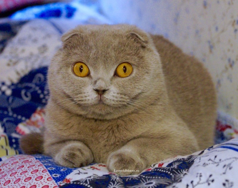 Скоттиш-фолд Шотландская вислоухая
