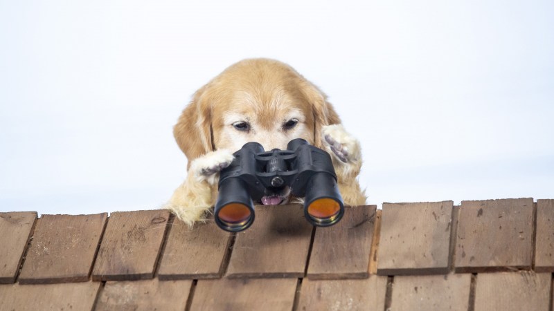 Кошки против собак Cats vs Dogs