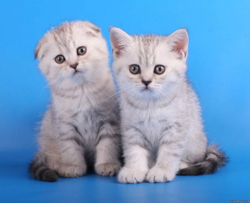 Шотландские котята прямоухие