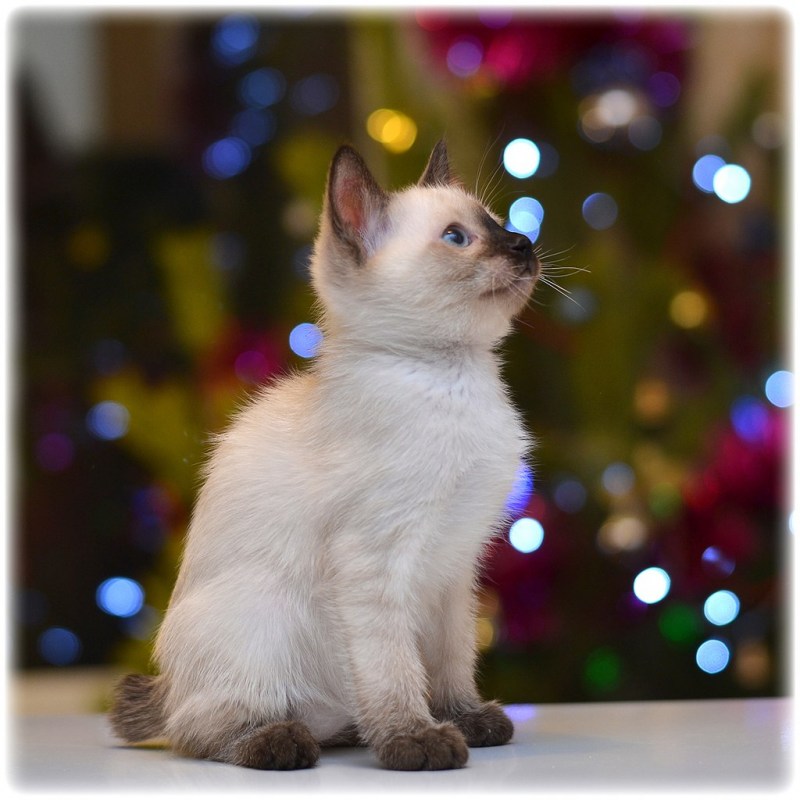 Сиамский Скиф кошка