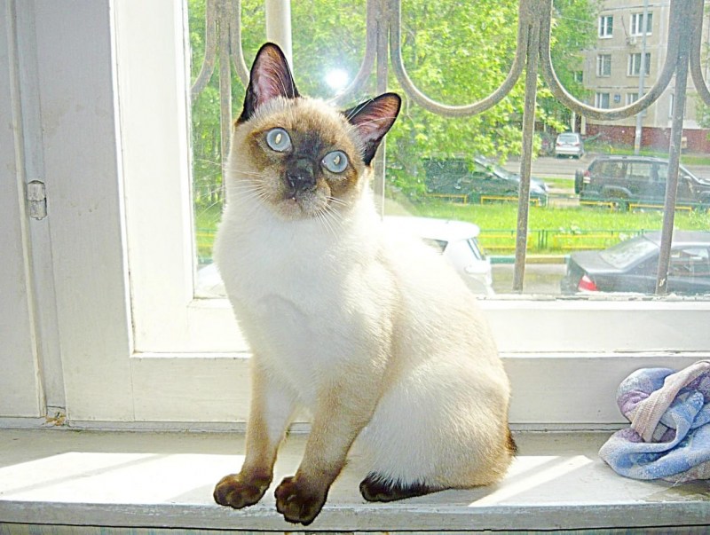 Кошка той Боб с человеком