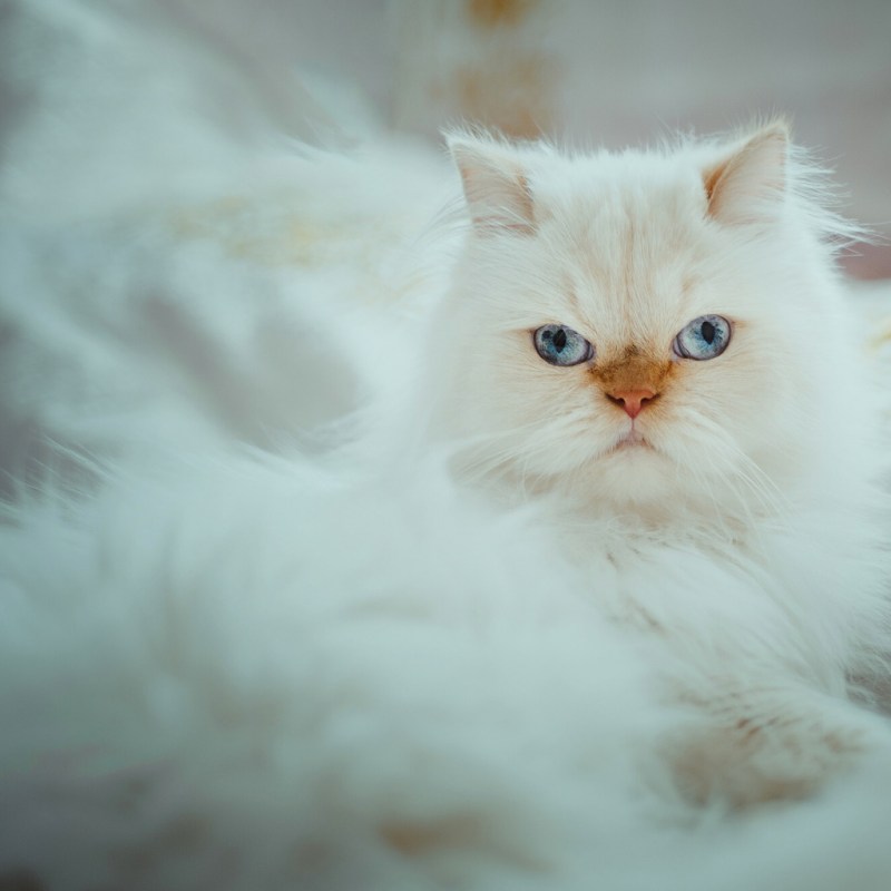 Сибирская кошка белая