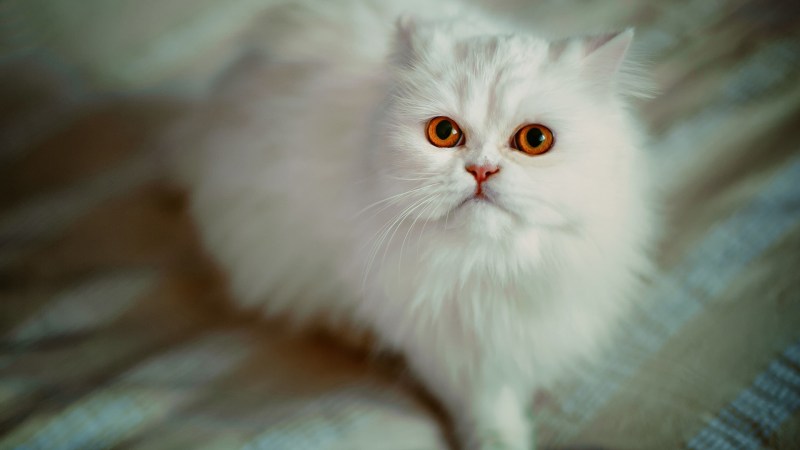 Персидская кошка с голубыми глазами