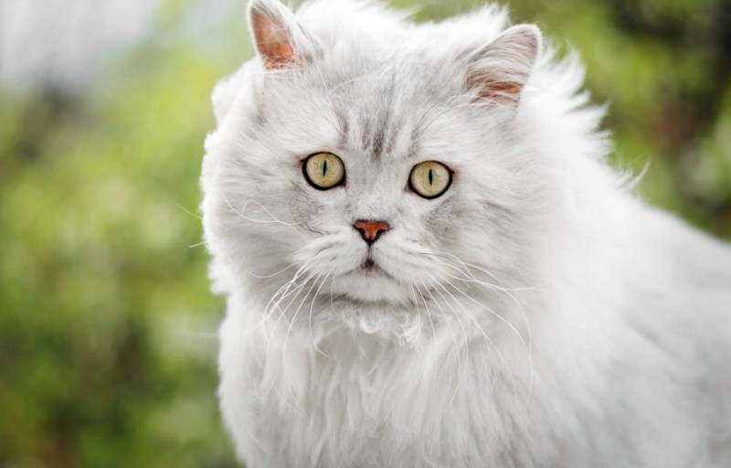 Персидская кошка альбинос