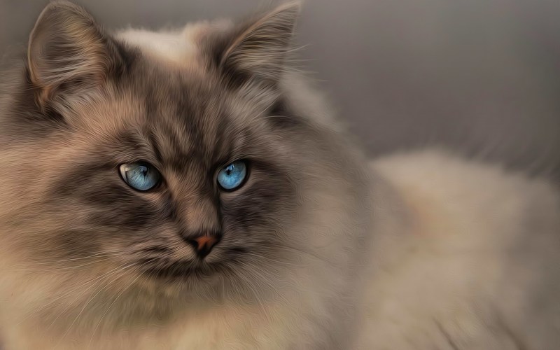 Сибирская кошка голубоглазая