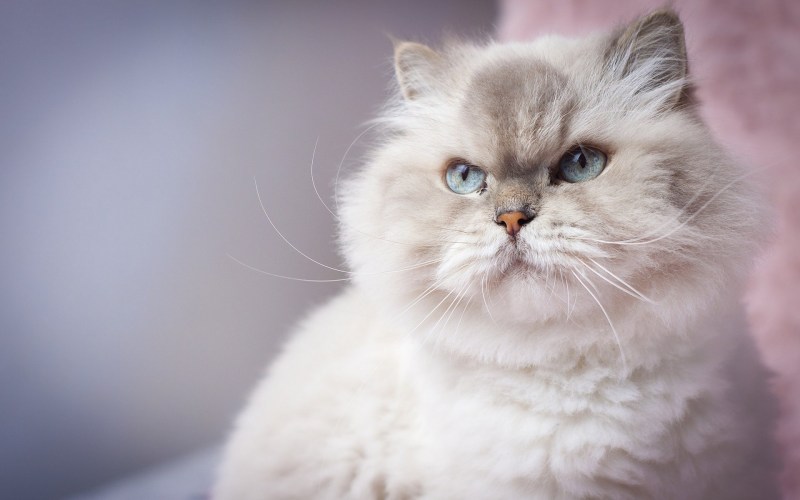 Морда Персидского кота серого