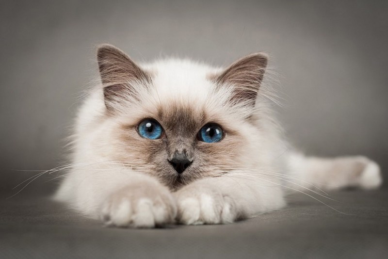 Голубоглазая кошка